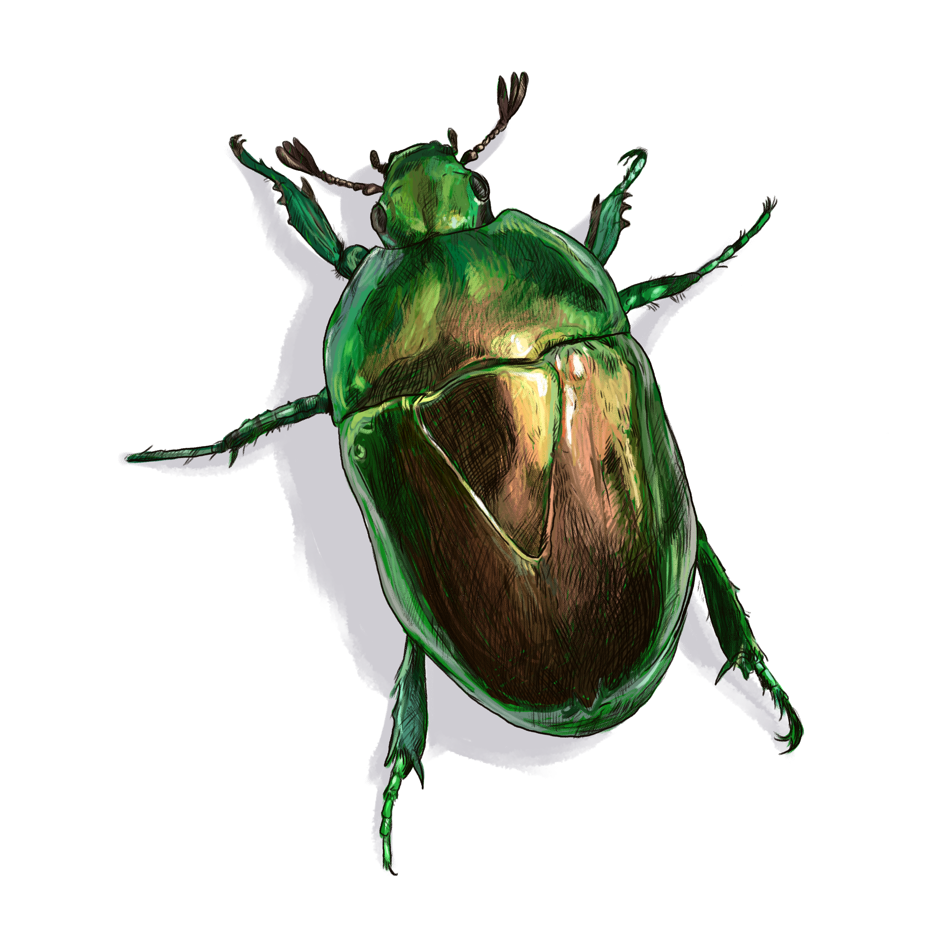 Insectos