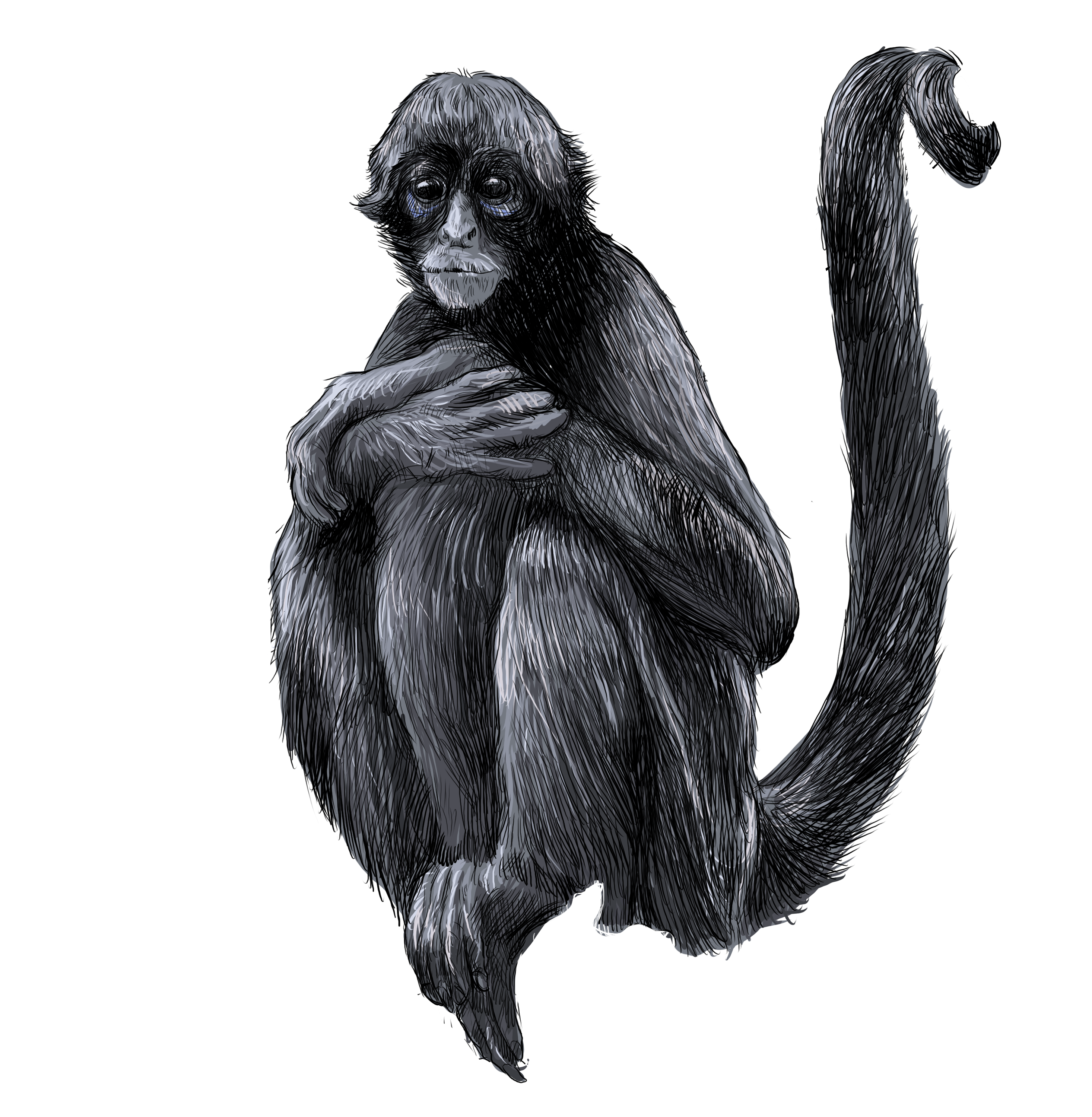Primates